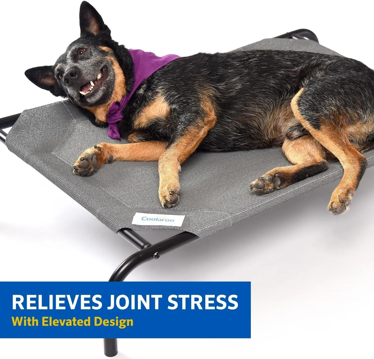Cooling Elevated Dog Bed – Meet CoolPaws 🌞🐾