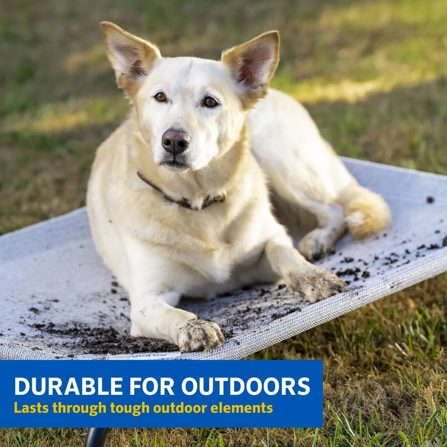 Cooling Elevated Dog Bed – Meet CoolPaws 🌞🐾