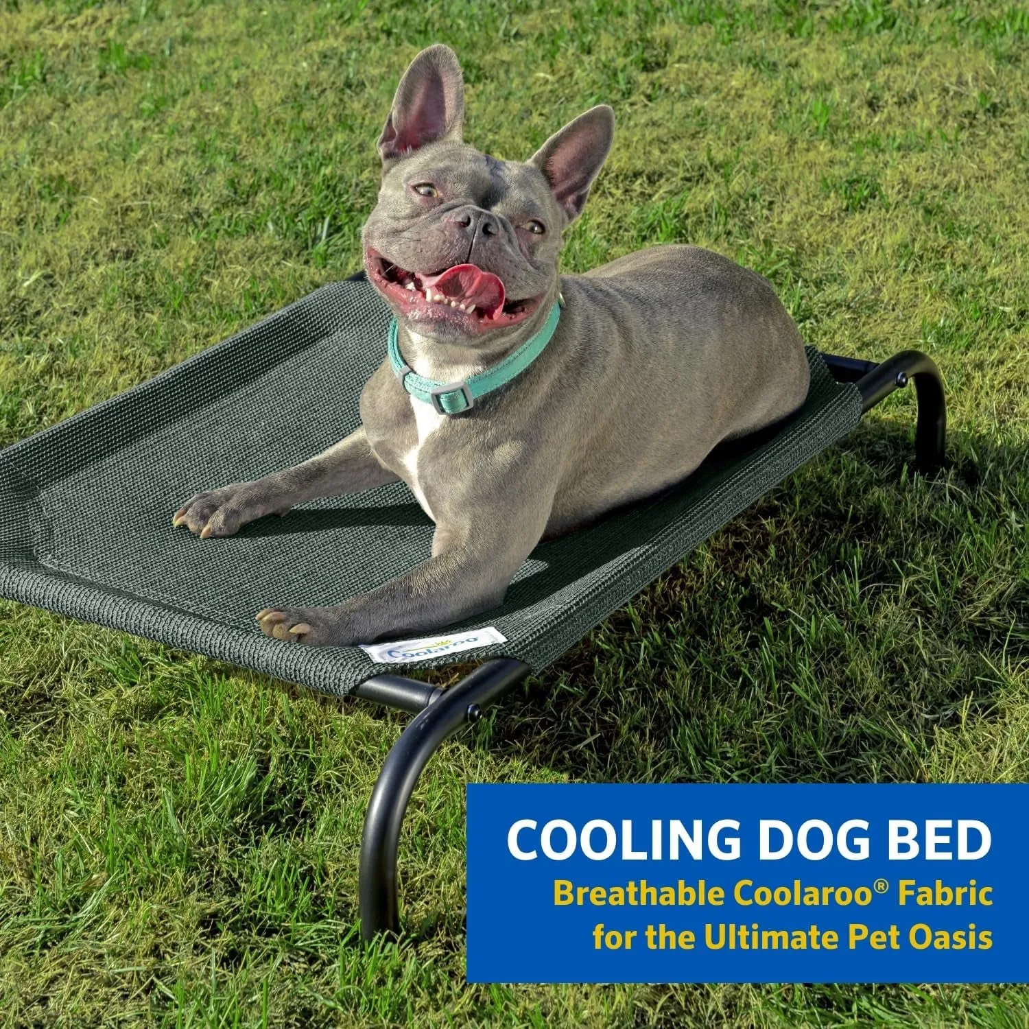 Cooling Elevated Dog Bed – Meet CoolPaws 🌞🐾