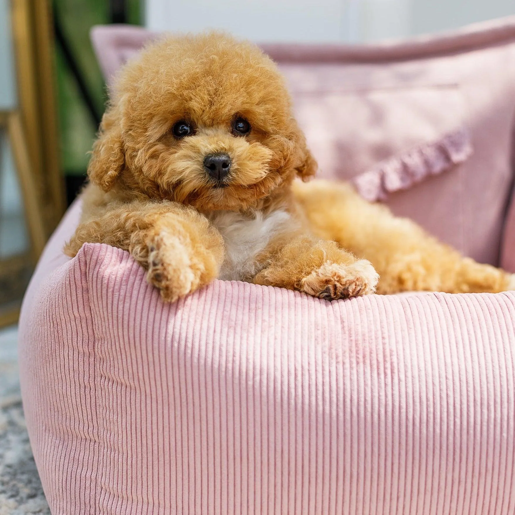 Luxury Dog Car Seat | Mademoiselle by Oh Charlie