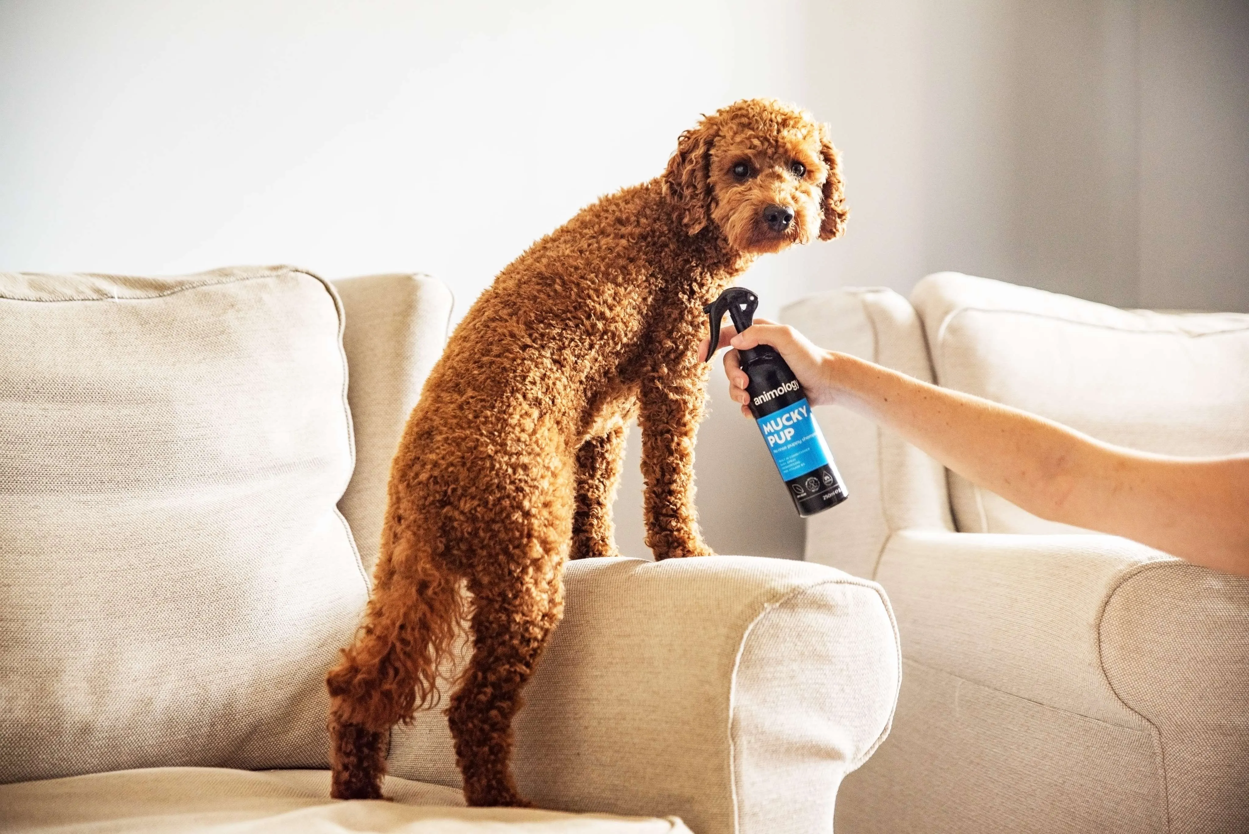 Mucky Pup No Rinse Puppy Shampoo 250ml